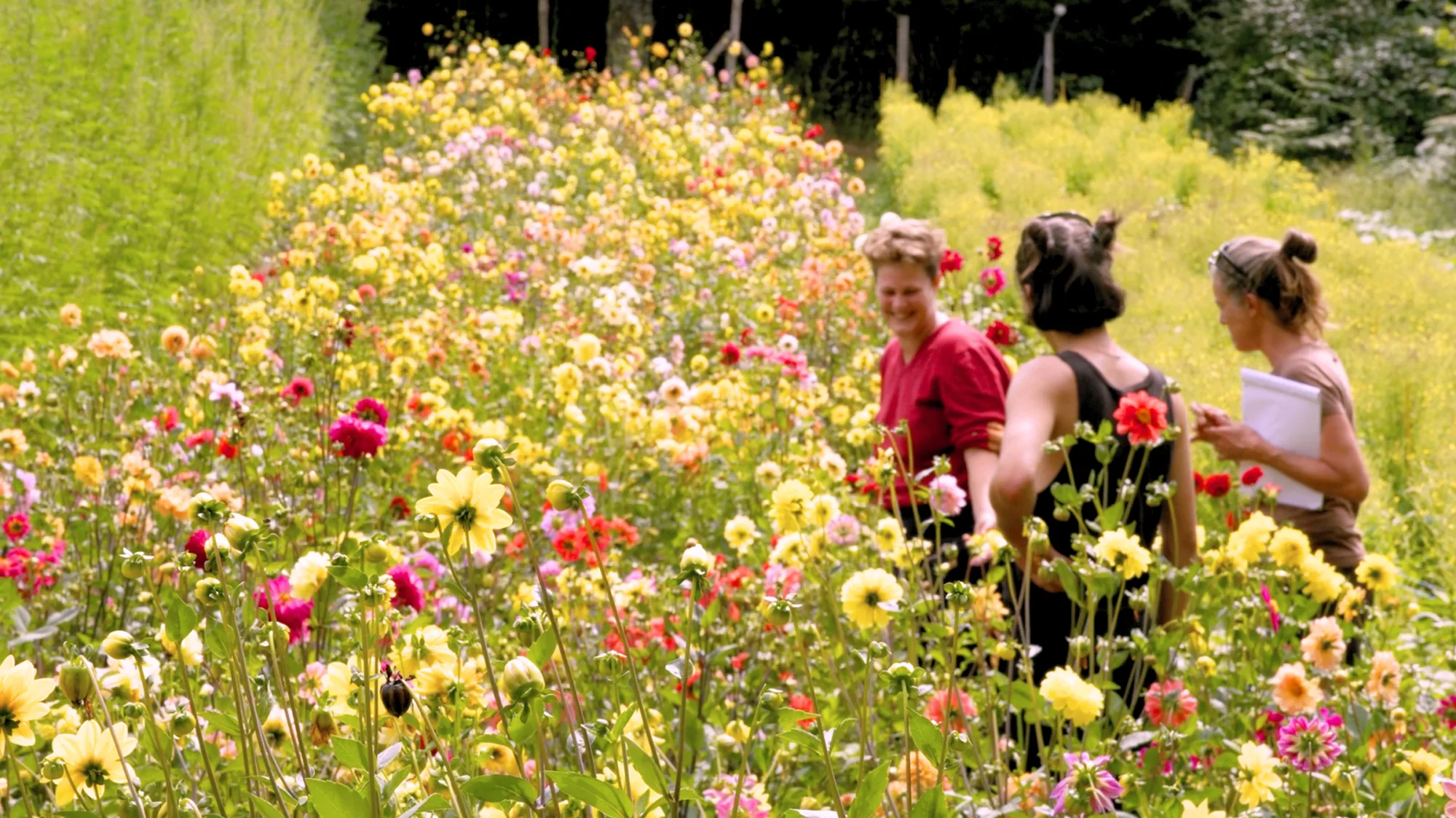 Trois personnes dans un champ de dahlias fleuris