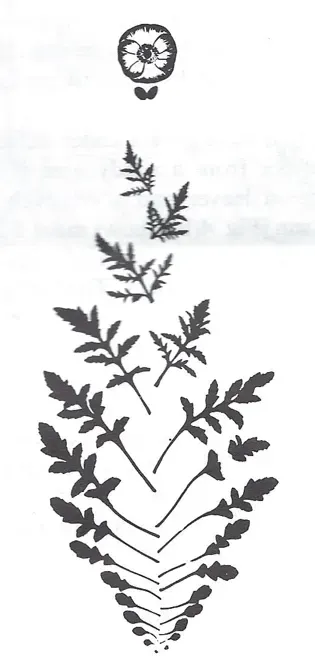 Planche botanique : métamorphose des feuilles jusqu'à la fleur